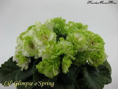 Lil'GlimpseO'Spring5
