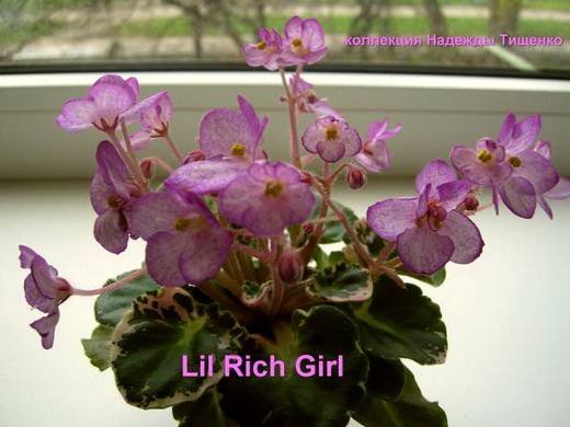 LilRichGirl5