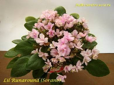 Lil'Runaround2