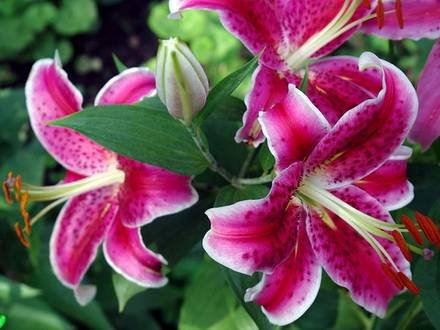 Lilium1