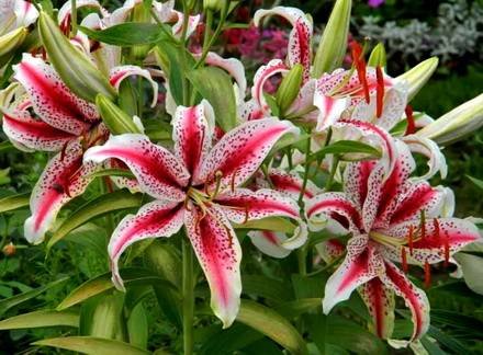 Lilium10