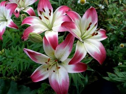 Lilium11