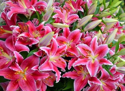 Lilium12
