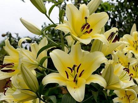 Lilium13