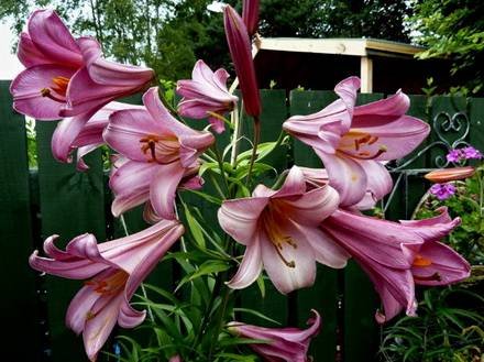 Lilium14