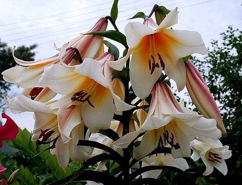 Lilium15