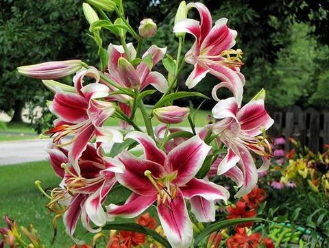 Lilium16