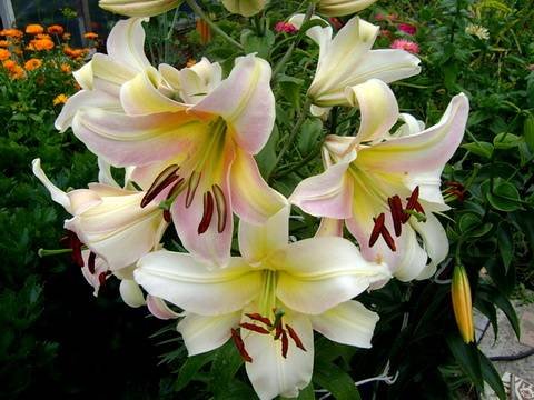 Lilium17
