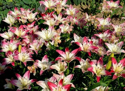 Lilium18