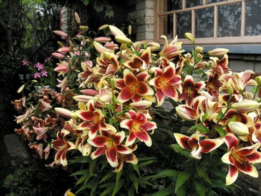 Lilium19