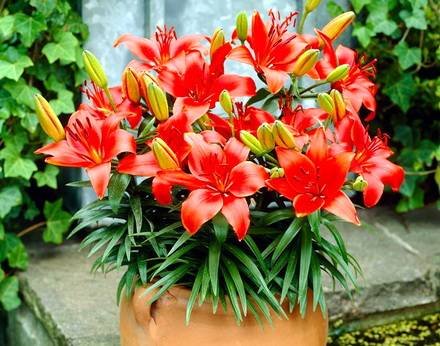 Lilium2