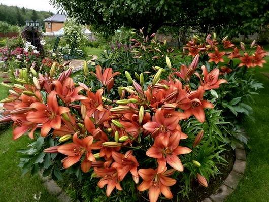 Lilium20