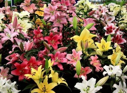 Lilium21