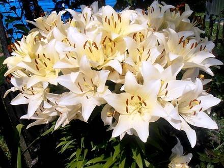 Lilium3