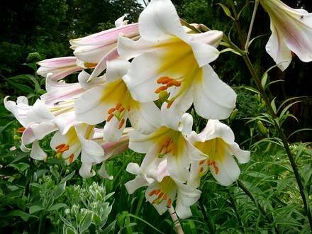 Lilium33