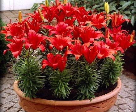 Lilium4