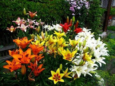 Lilium6