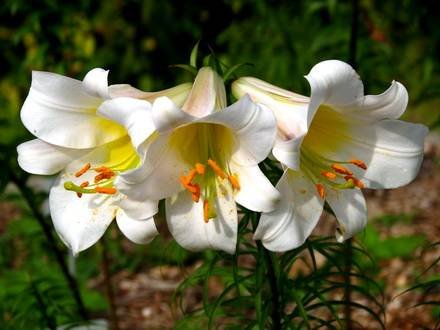Lilium7