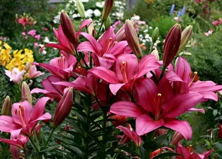 Lilium8