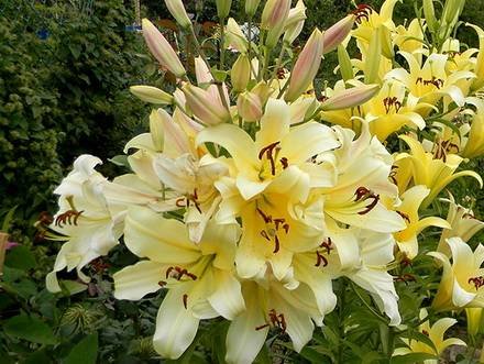 Lilium9
