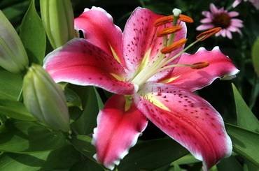LiliumAfterEight