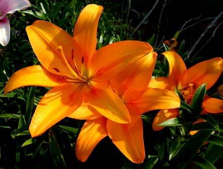 LiliumAmerican