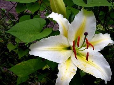 LiliumAnaisAnais