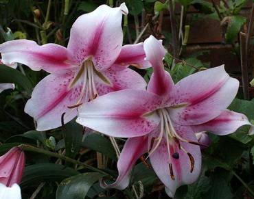 LiliumAnastasia