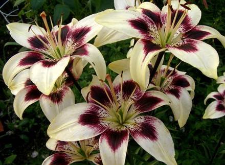 LiliumAsiatic