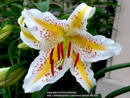 LiliumAuratum