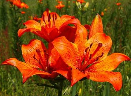 LiliumBulbiferum