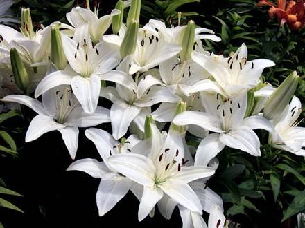 LiliumCandidum