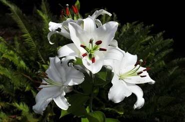 LiliumCasaBlanca
