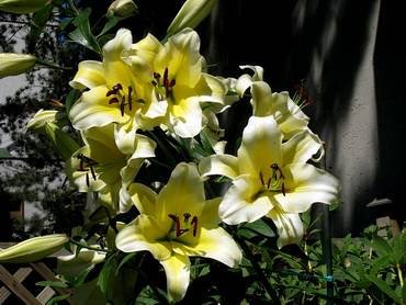 LiliumConcad'Or