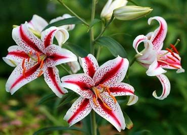 LiliumDizzy