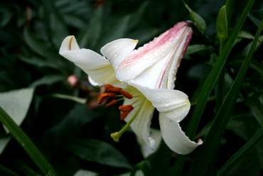 LiliumFanfare