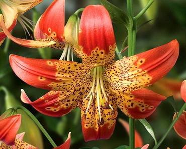 LiliumFusion