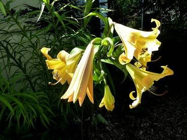 LiliumGoldenSplendor