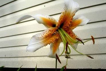 LiliumLadyAlice