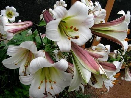 LiliumLongiflorum