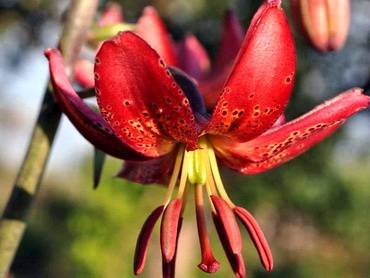 LiliumManitobaFox