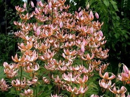 LiliumMartagon