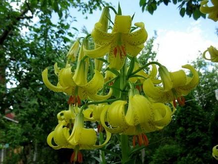 LiliumMonadelphum