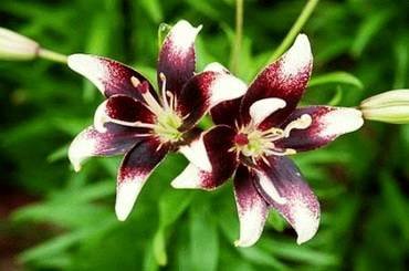LiliumNetty’sPride