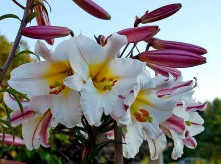 LiliumRegale