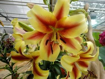 LiliumShocking