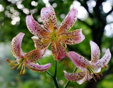 LiliumSlate'sMorning