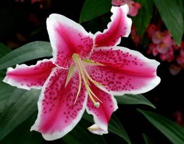 LiliumStargazer