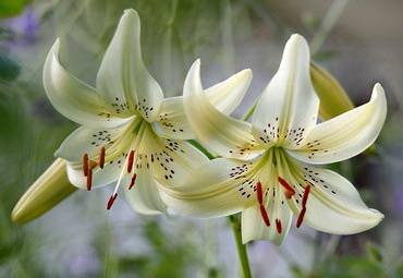 LiliumSweetSurrender