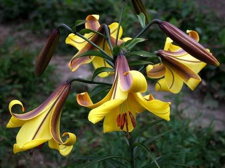 LiliumTrumpet